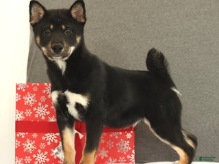 Shiba Inu dogs Ender - Ad 25