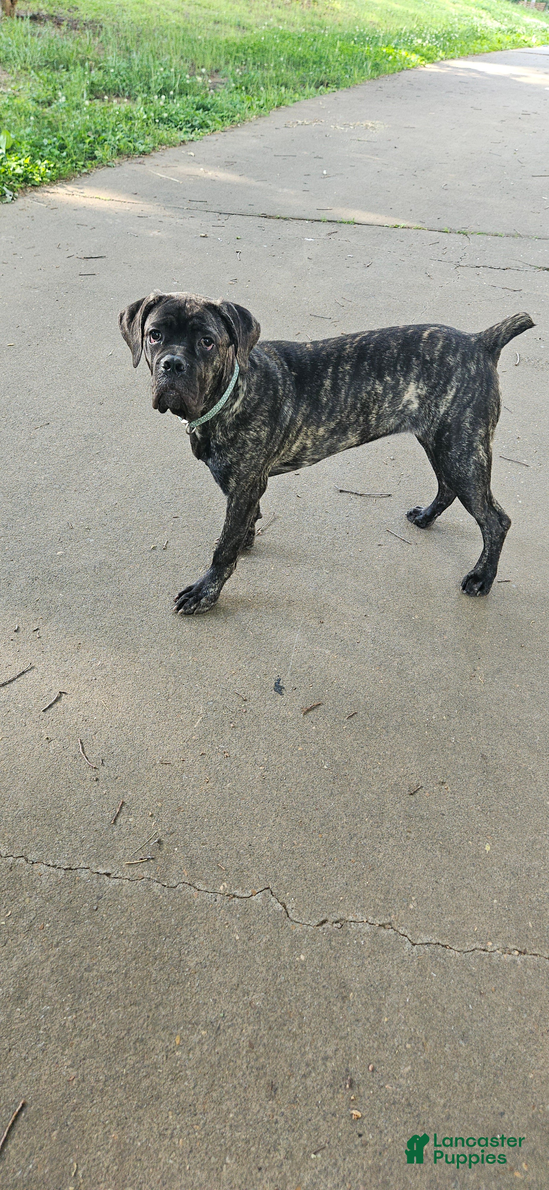 Cane Corso dogs Cleopatra - Ad 1