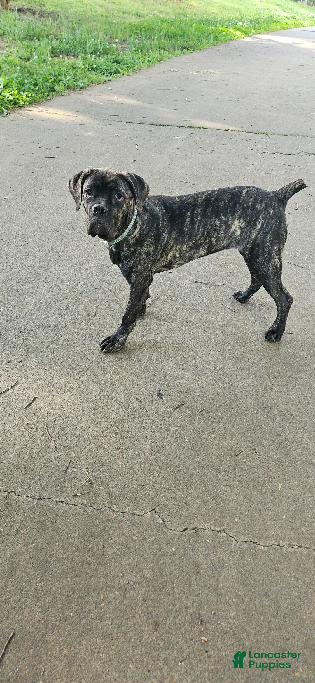 Cane Corso dogs for sale: Cleopatra - Ad 1