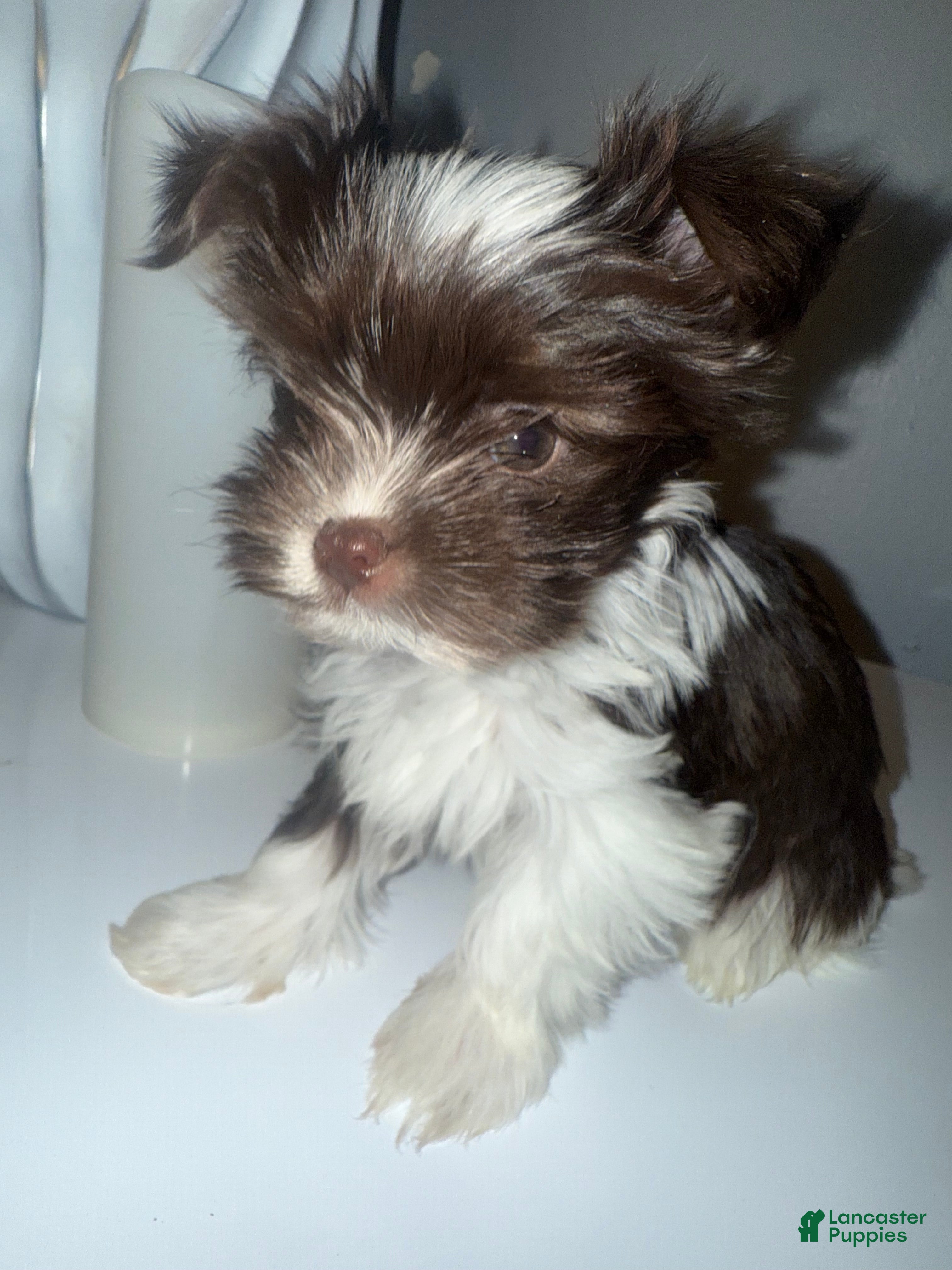 Yorkshire Terrier dogs Baby - Ad 3