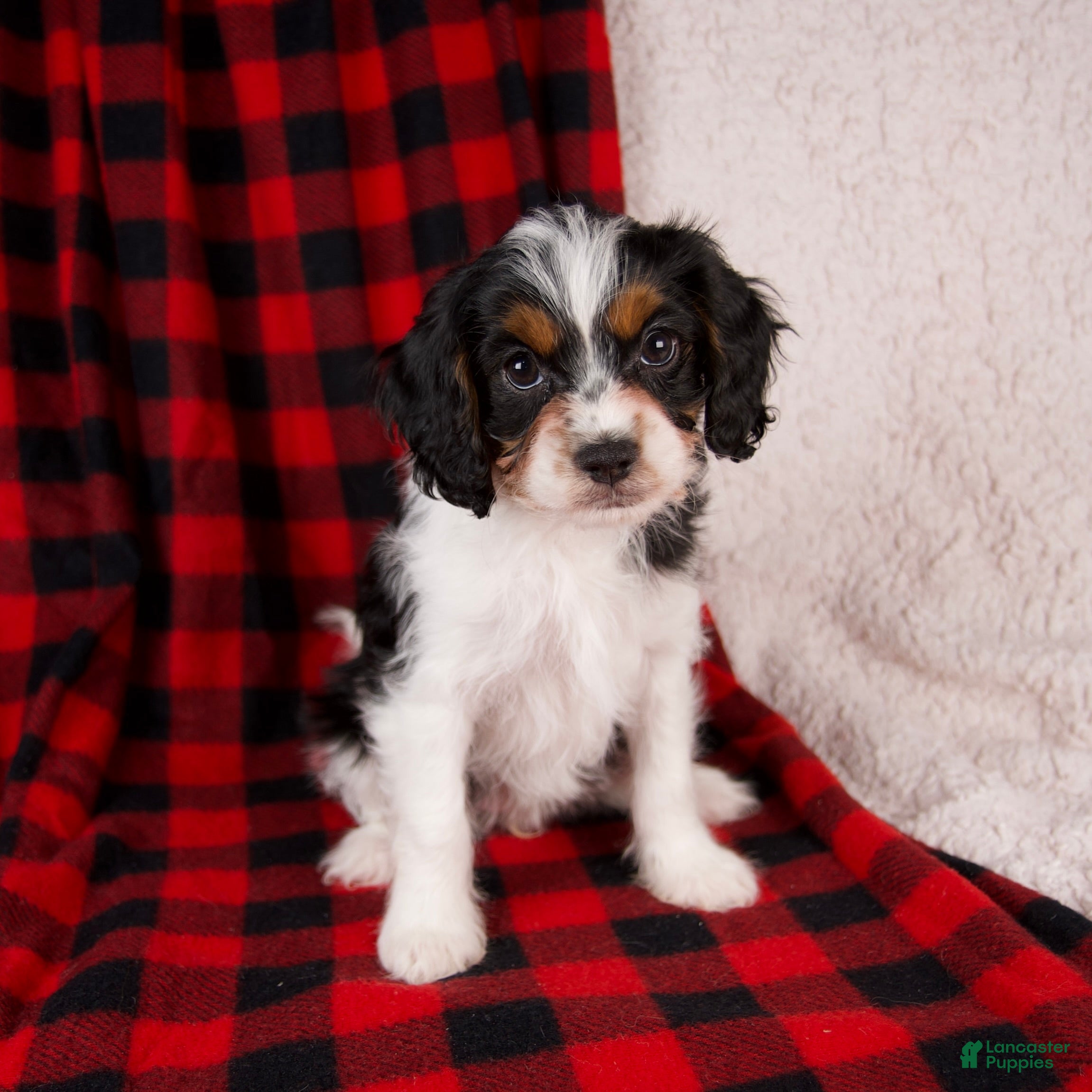 Cavapoo dogs Nova - Ad 15