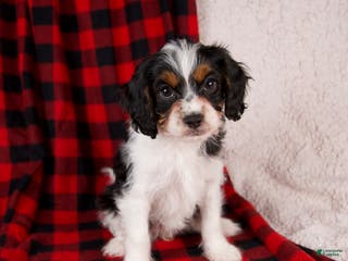 Cavapoo dogs Nova - Ad 6