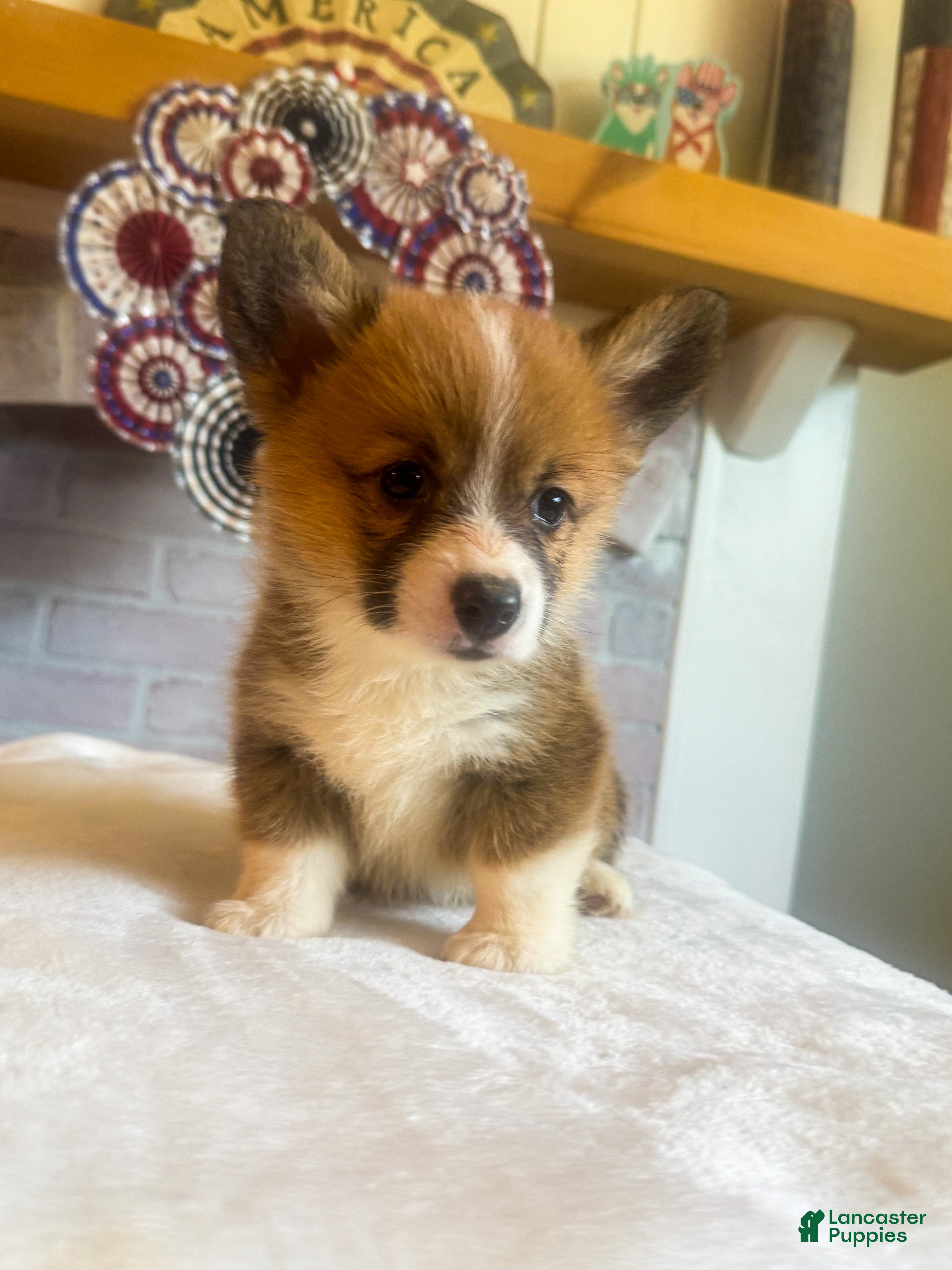 Welsh Corgi Pembroke dogs Penne - Ad 1