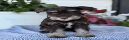 Miniature Schnauzer dogs for sale: Logan - Ad 6