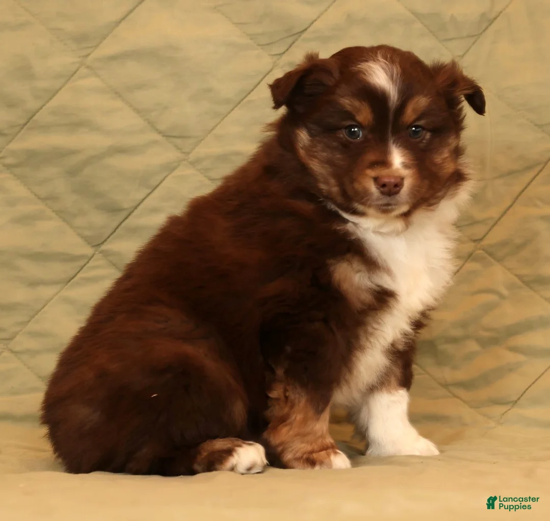 Miniature Australian Shepherd dogs for sale: Cooper - Ad 7