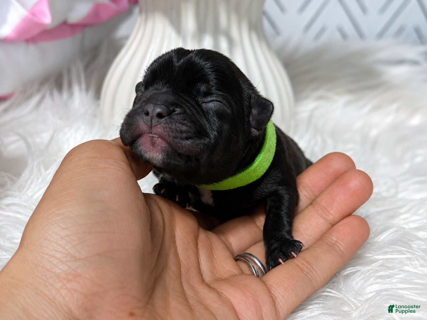French Bulldog dogs French Bulldog 3 - Ad 5
