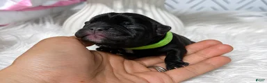 French Bulldog 3