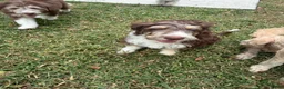 Aussiedoodle dogs for sale: Aussiedoodle 3 - Ad 6