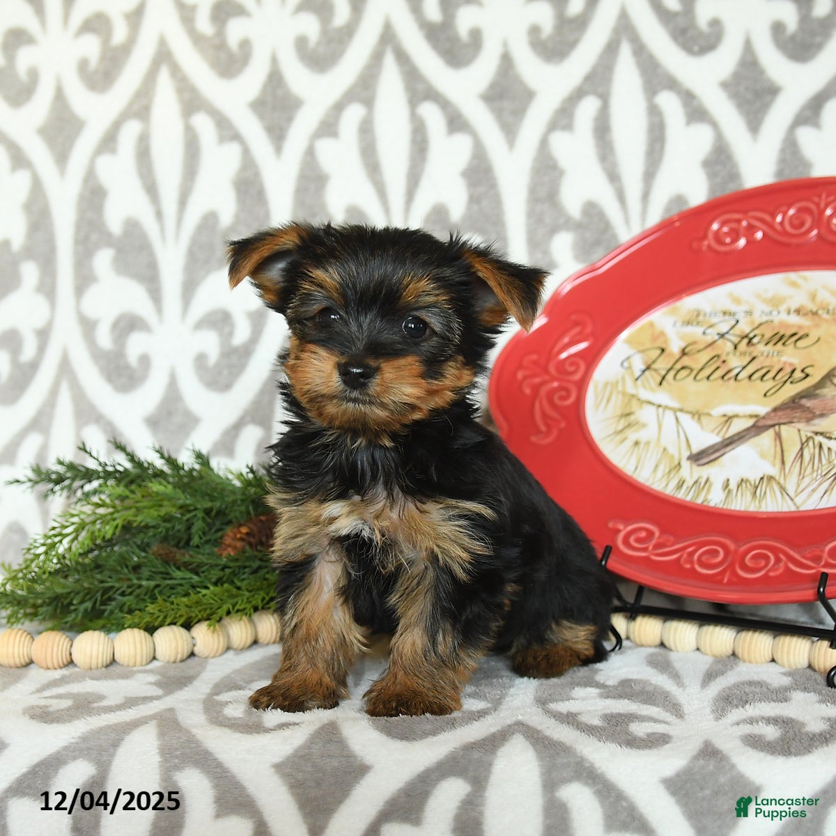 Yorkiepoo dogs Dustin  - Ad 2
