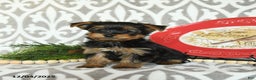 Yorkiepoo dogs for sale: Dustin  - Ad 1