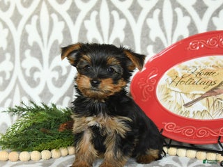 Yorkiepoo dogs Dustin - Ad 42