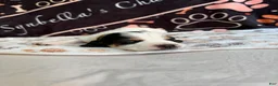 Basset Hound dogs for sale: Basset Hound 5 - Ad 2