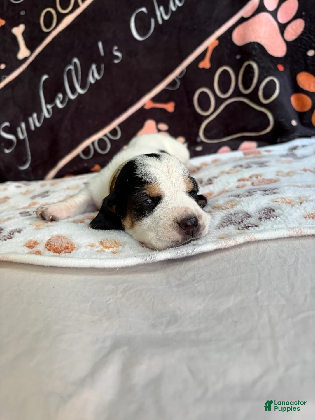 Basset Hound dogs for sale: Basset Hound 5 - Ad 2