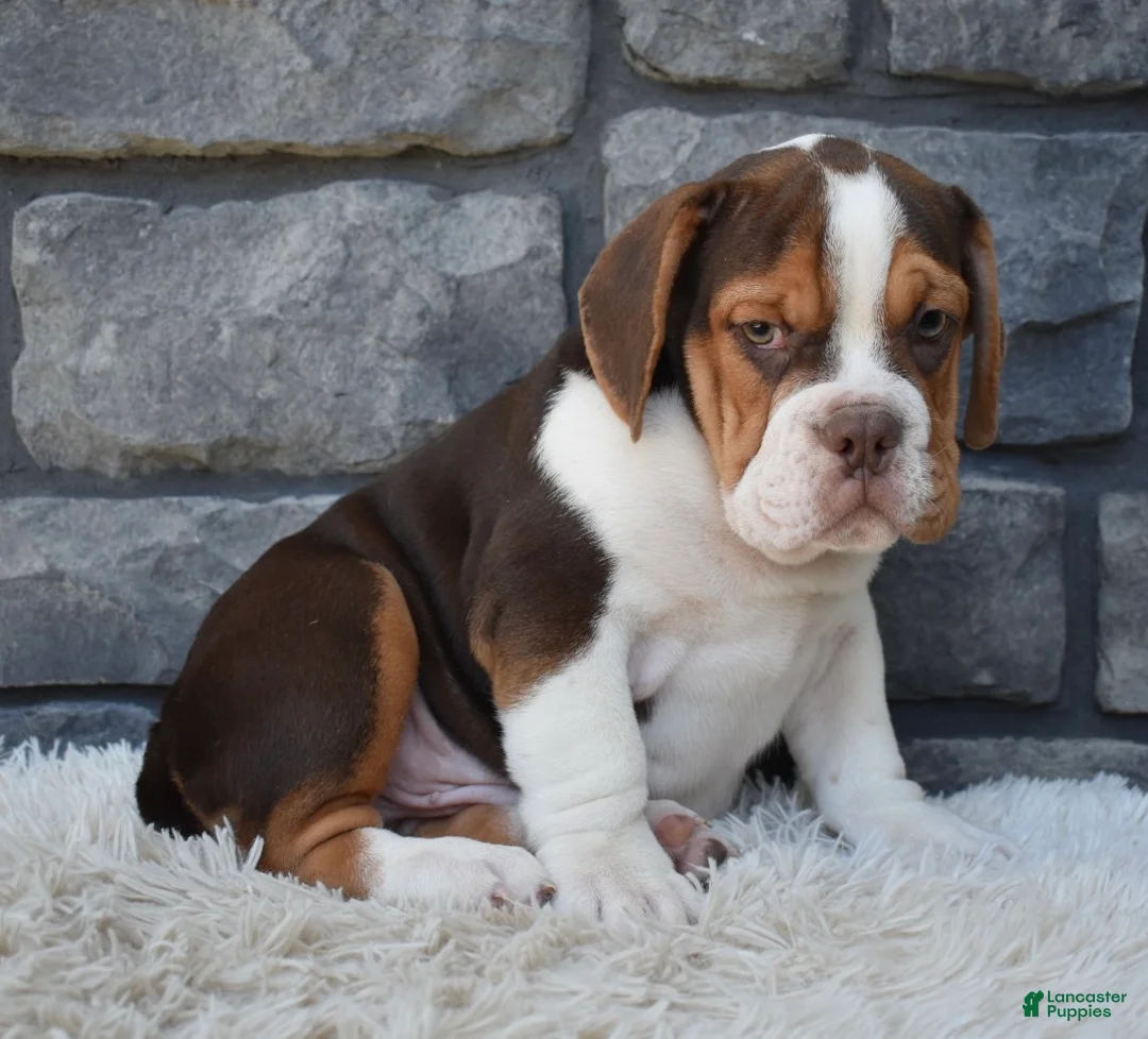 Beabull dogs for sale: Bruno  - Ad 5