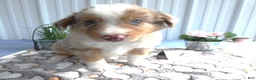 Miniature Australian Shepherd dogs for sale: Miniature Australian Shepherd 4 Myron - Ad 2