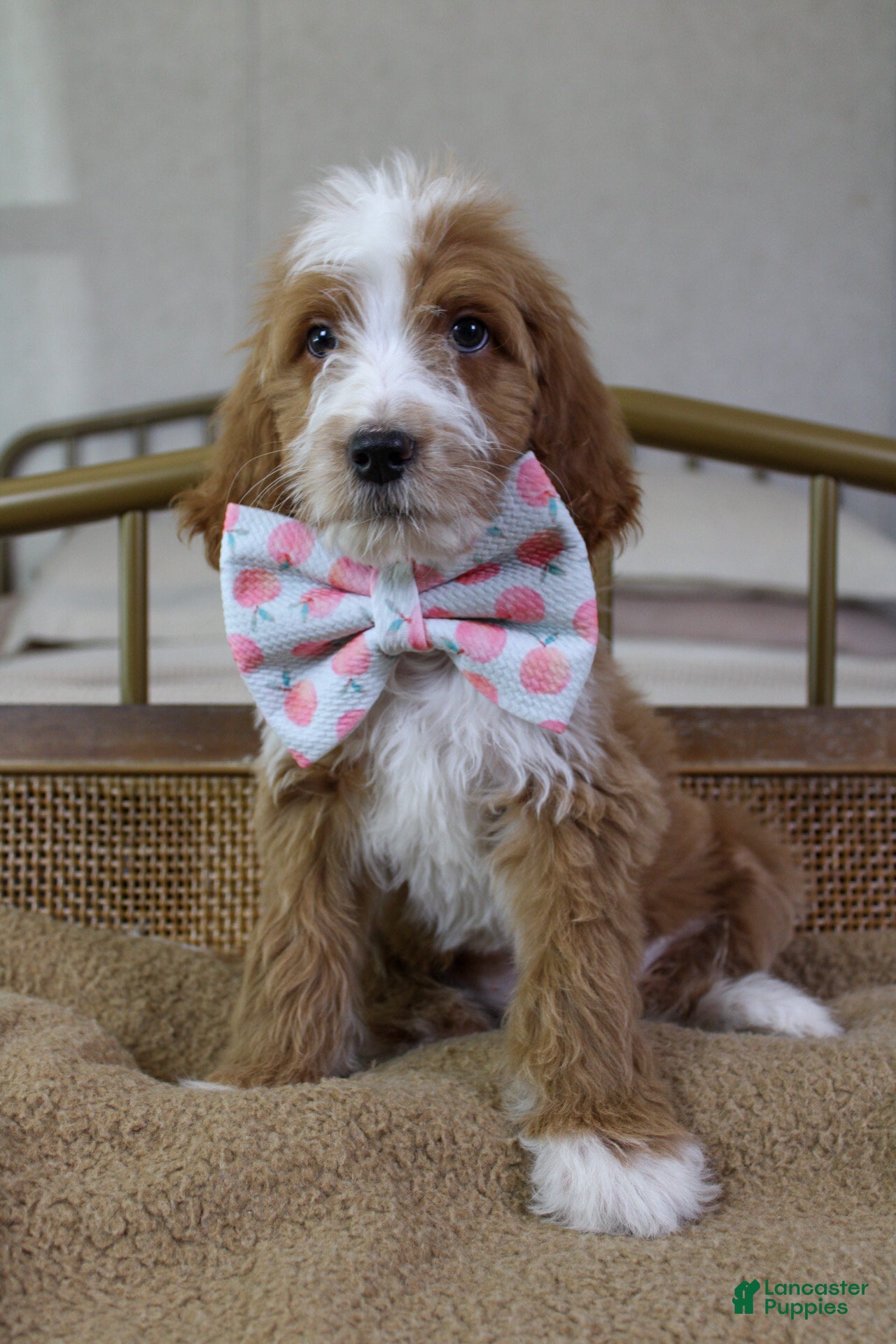 Goldendoodle dogs Rowan - Ad 1