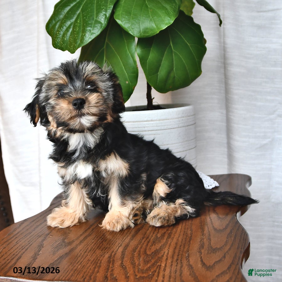 Morkie dogs Buster - Ad 2