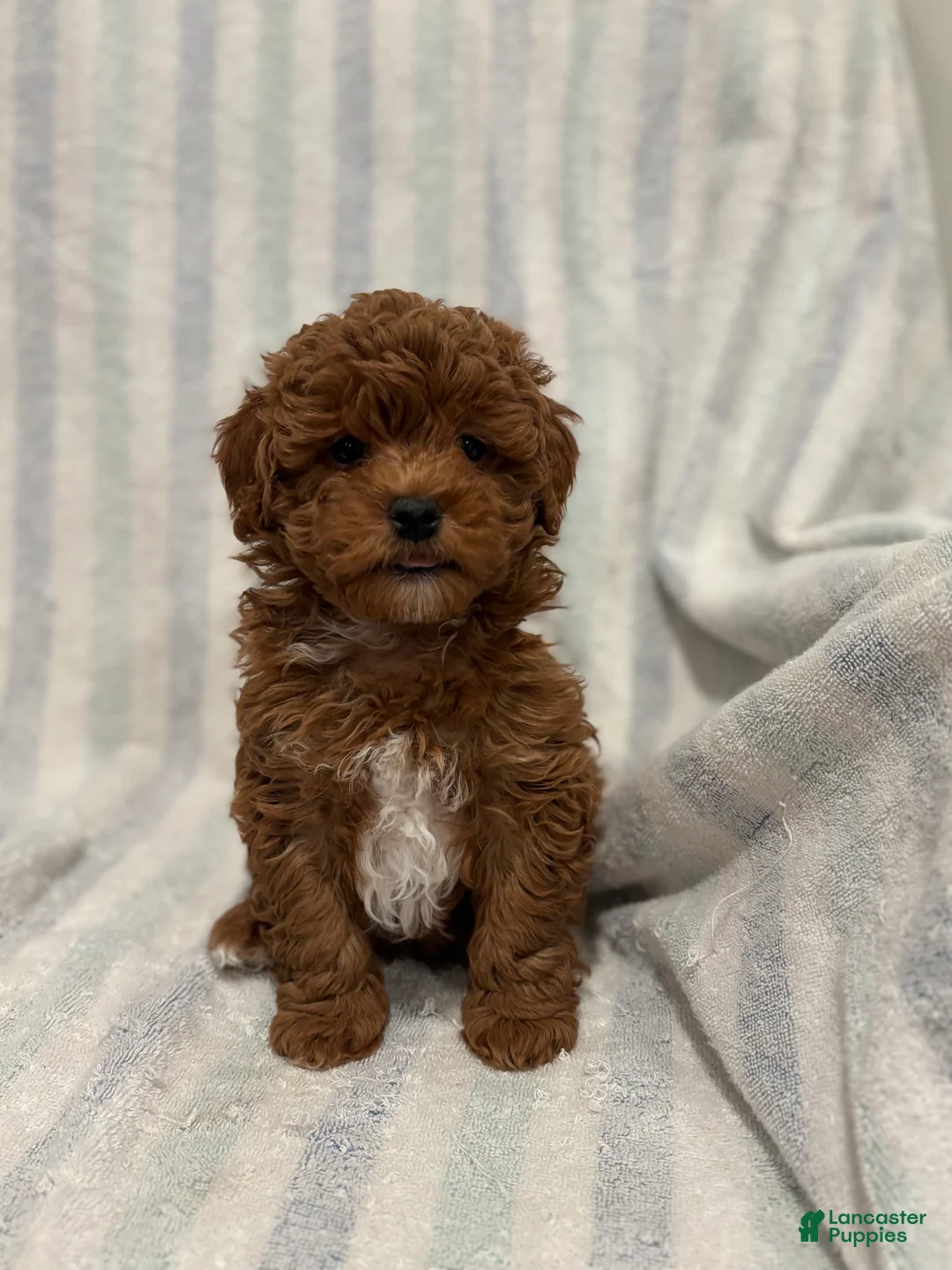 Maltipoo dogs for sale: Maltipoo Puppy 1 - Ad 2