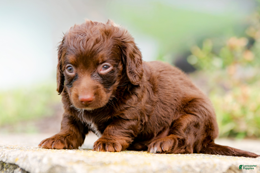 Mini Goldendoodle dogs Lindt - Ad 9