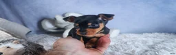 Miniature Pinscher dogs for sale: ANGEL - Ad 1