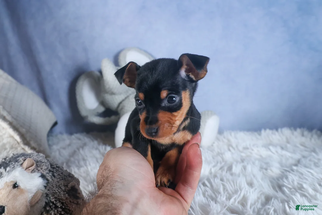 Miniature Pinscher dogs for sale: ANGEL - Ad 1