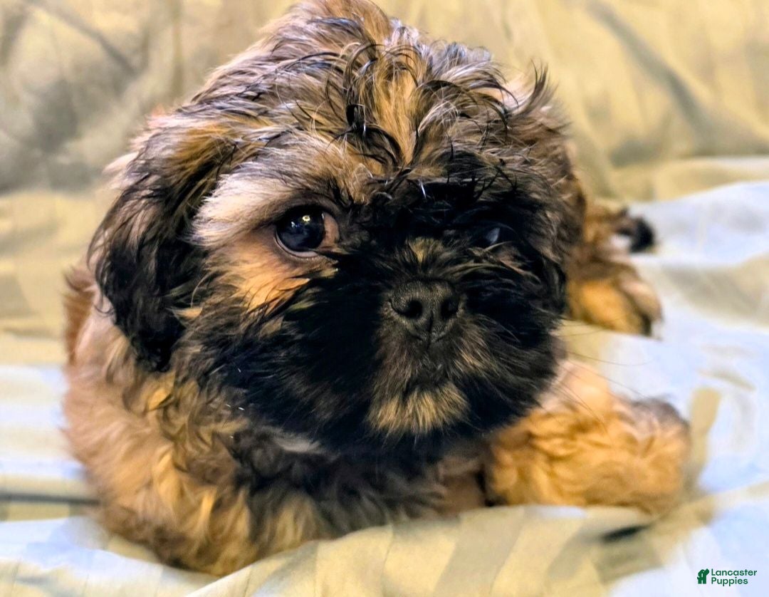 Teddy Bear dogs for sale: Jasper - Ad 2