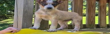 DINGO