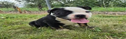 Olde English Bulldogge dogs for sale: Ed - Ad 5
