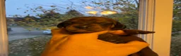 Dachshund dogs for sale: Bella - Ad 5