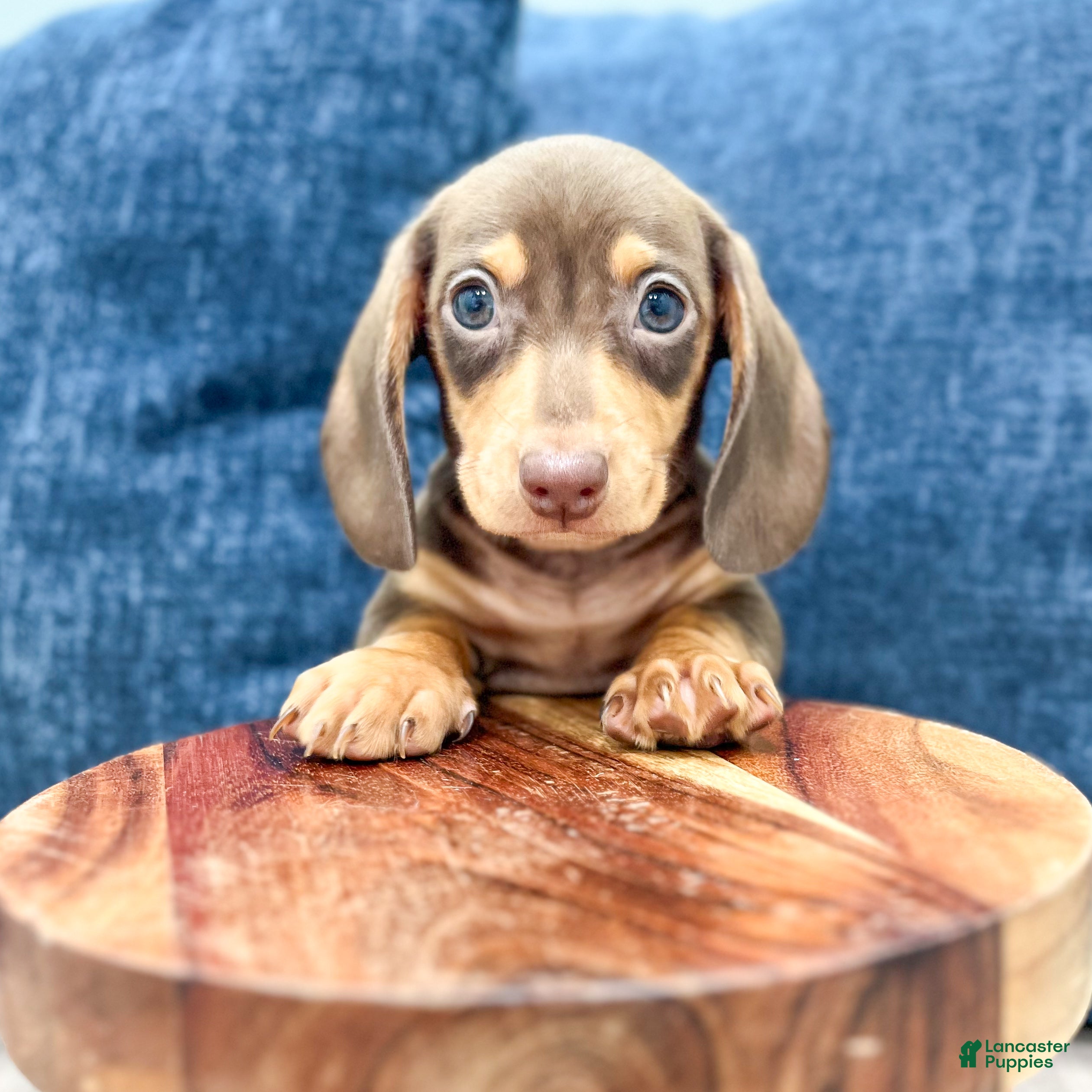 Miniature Dachshund dogs Roscoe - Ad 2