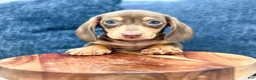 Miniature Dachshund dogs for sale: Roscoe - Ad 2