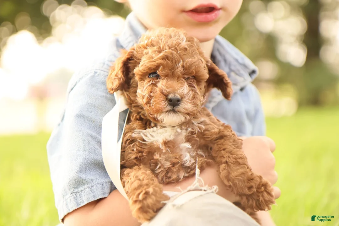 Toy Poodle dogs for sale: Reese - Ad 8