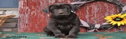 Labrador Retriever dogs for sale: Tucker - Ad 2