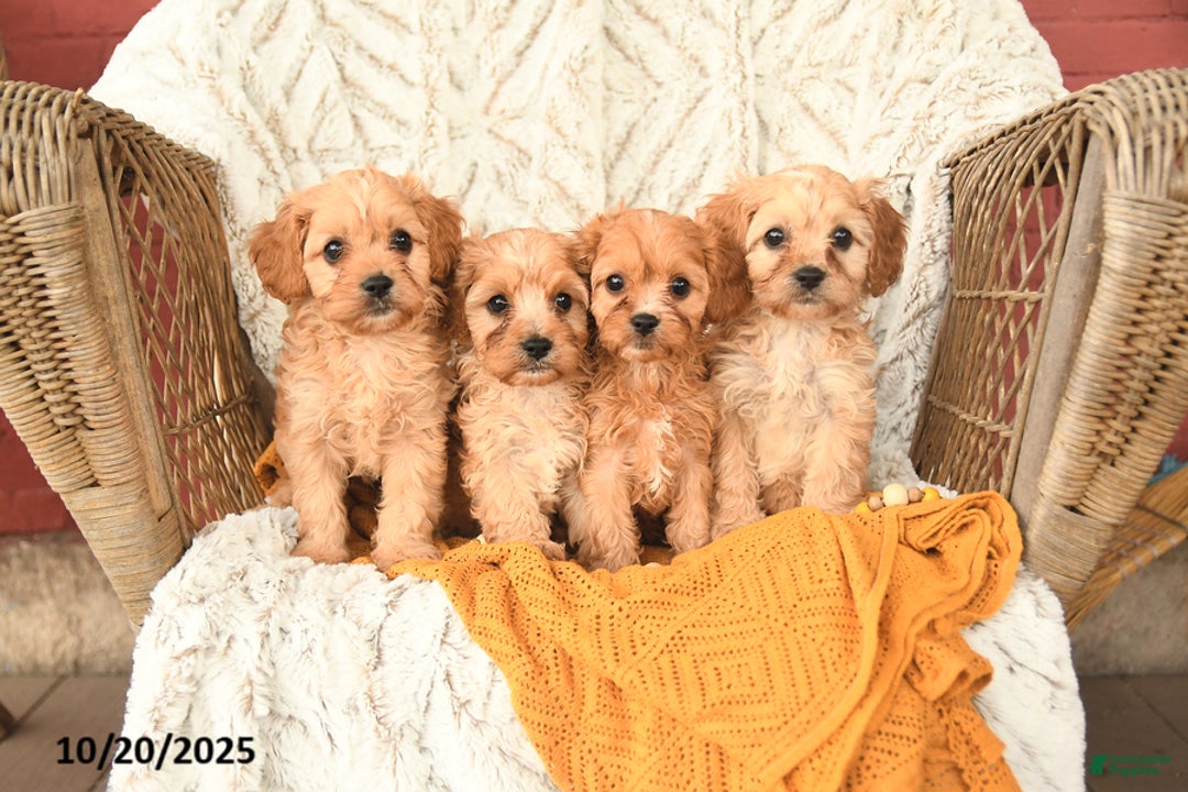 Cavapoo dogs for sale: Dickie - Ad 10