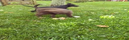 Labrador Retriever dogs for sale: Lily - Ad 4