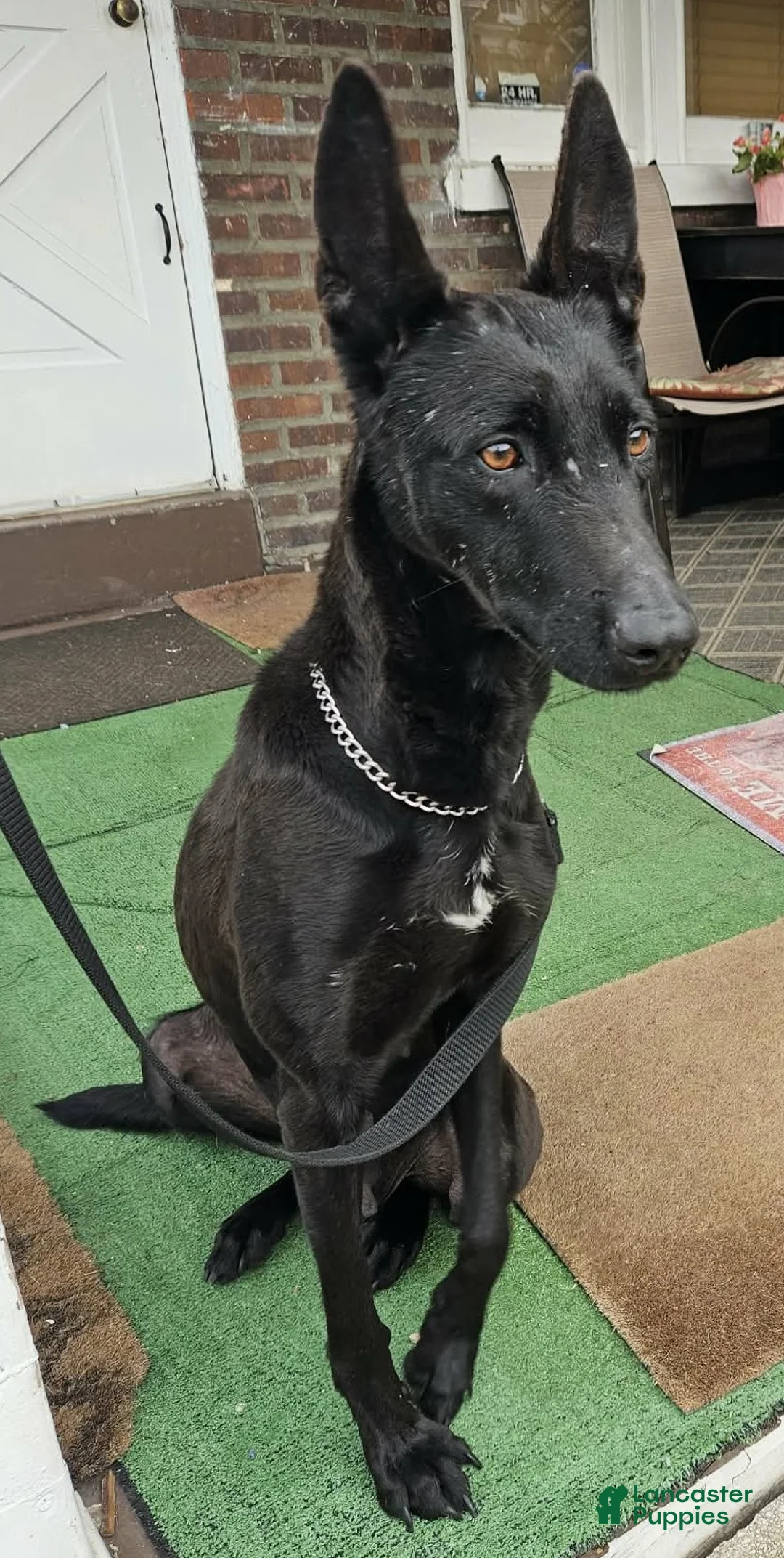 Belgian Malinois dogs for sale: Belgian Malinois Puppy 2 (Sour Patch) - Ad 2