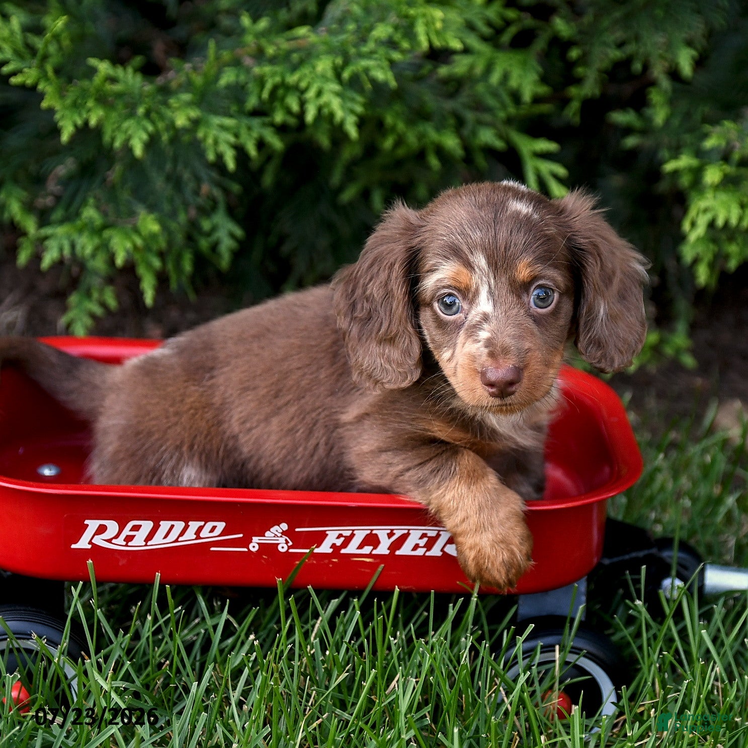 Miniature Dachshund dogs Ike - Ad 2