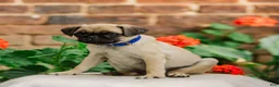 Pug dogs for sale: Snoopy  - Ad 3