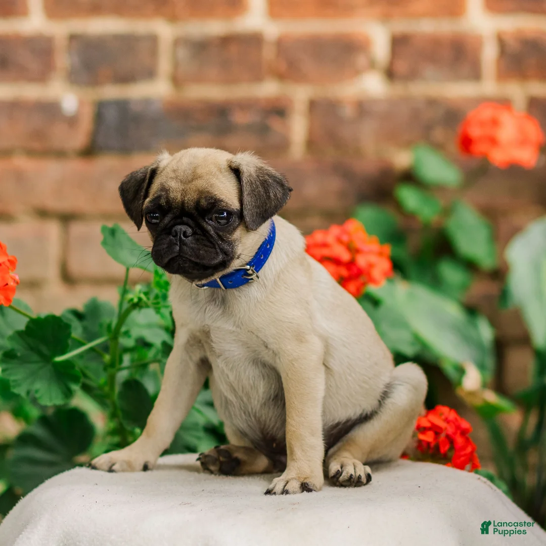 Pug dogs for sale: Snoopy  - Ad 3