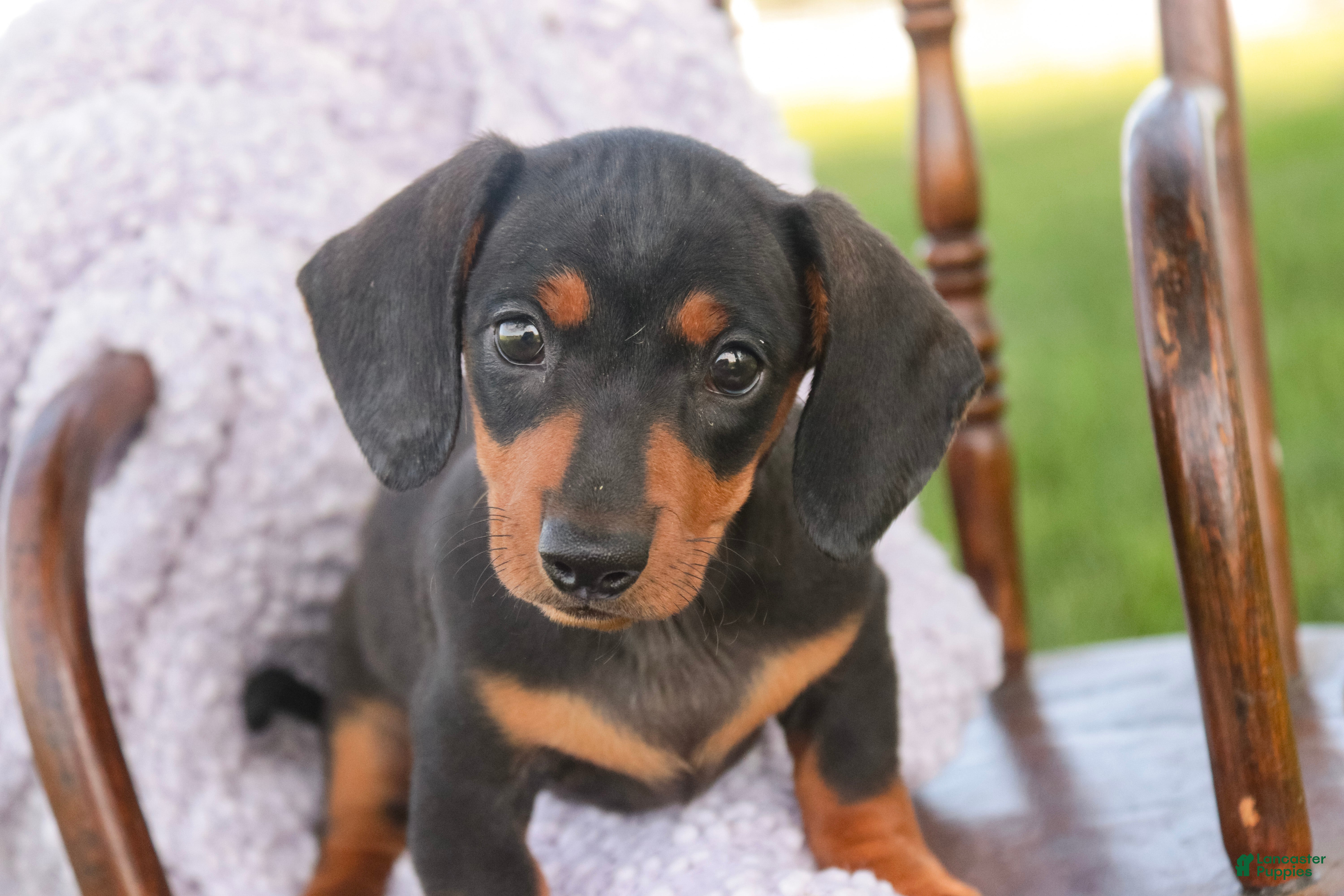 Miniature Dachshund dogs CeCe - Ad 2