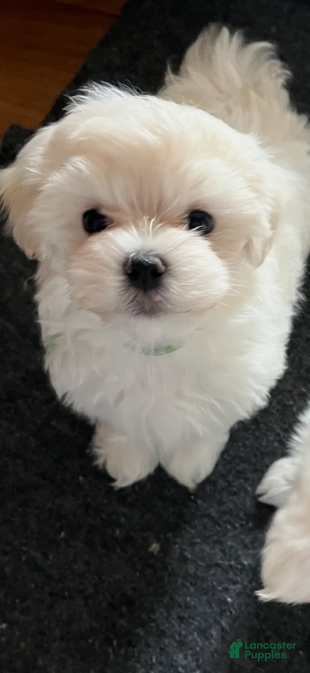 Maltese dogs for sale: Maltese Puppy 2 - Ad 3