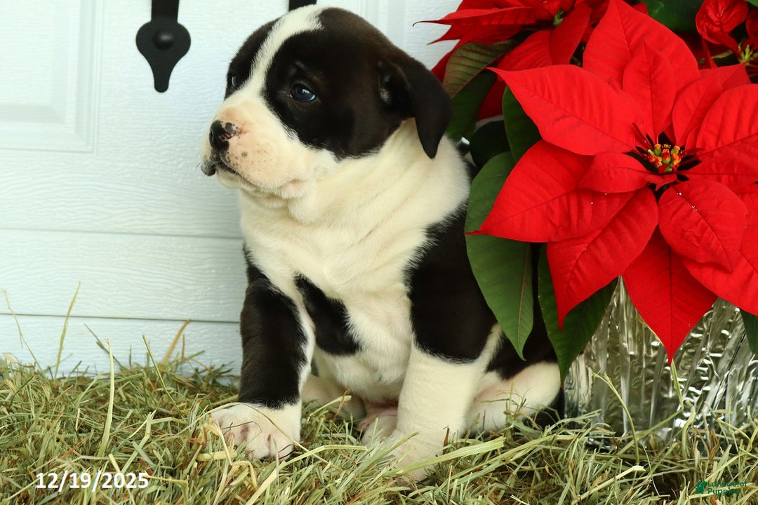 Mixed Breed dogs for sale: Jasper - Ad 2