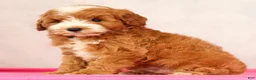 Mini Goldendoodle dogs for sale: Quenton - Ad 7