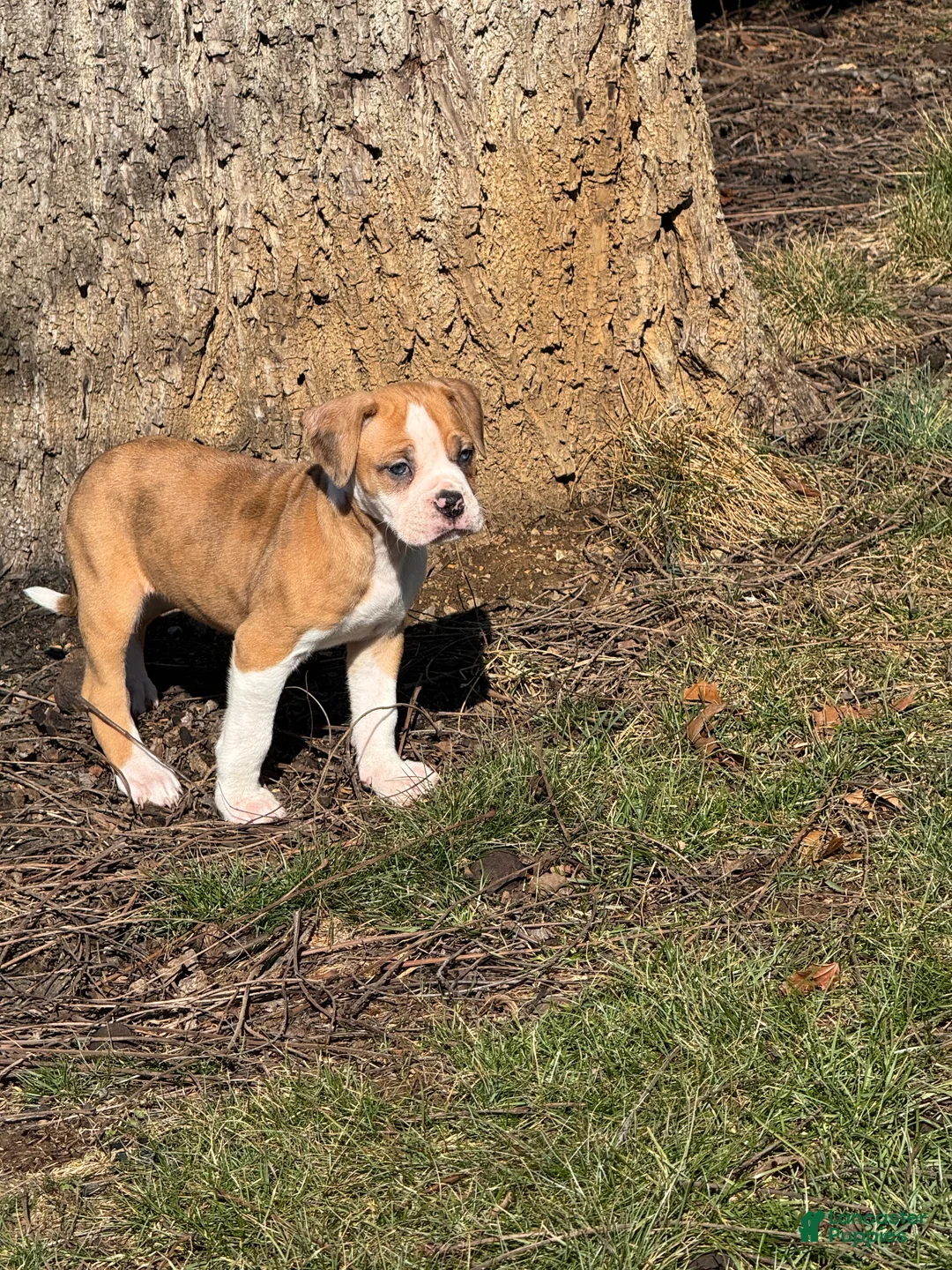 Alapaha Blue Blood Bulldog dogs for sale: BEA Liberty - Ad 2