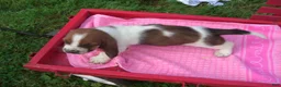 Basset Hound dogs for sale: Tammy - Ad 3