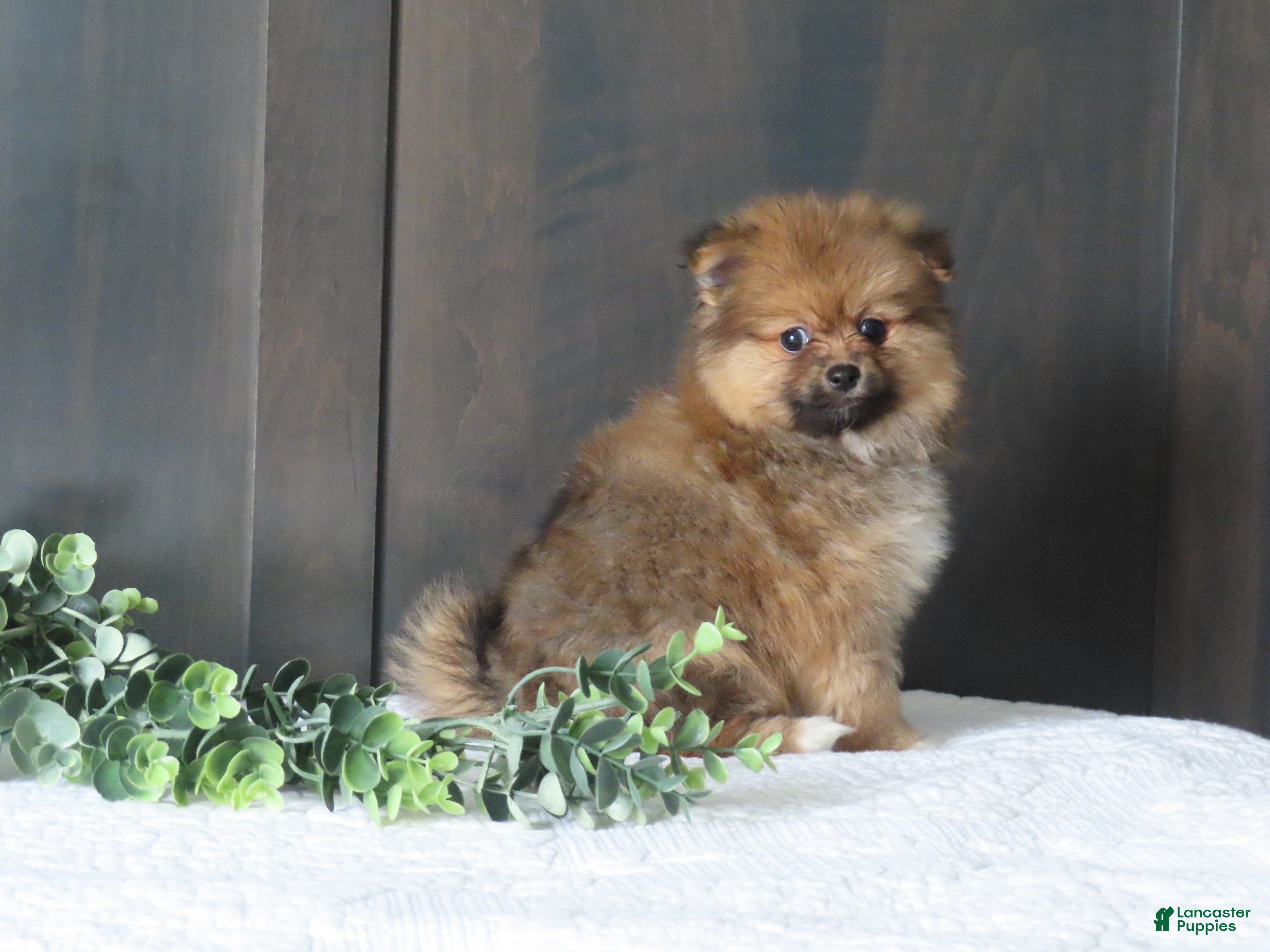 Pomeranian dogs BINGO - Ad 2