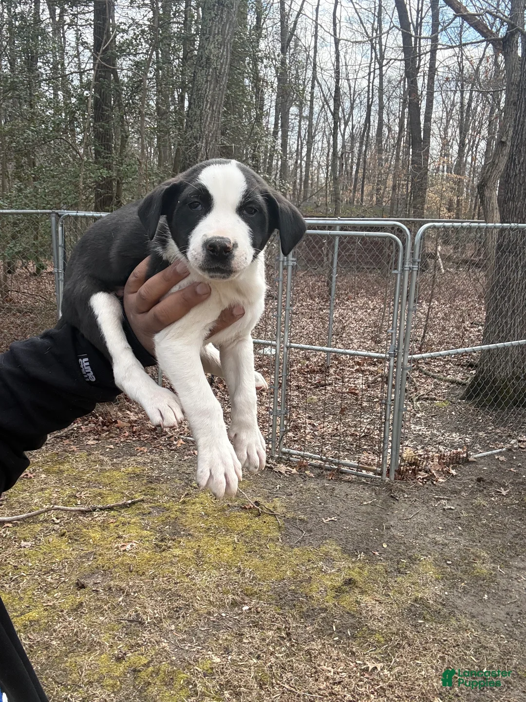 American Pit Bull Terrier dogs for sale: American Pit Bull Terrier Puppy 3 - Ad 1