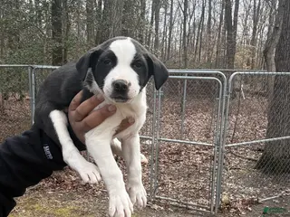 American Pit Bull Terrier dogs American Pit Bull Terrier Puppy 3 - Ad 4