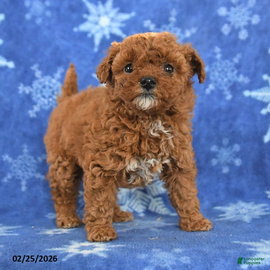 Miniature Poodle dogs Ferris - Ad 2
