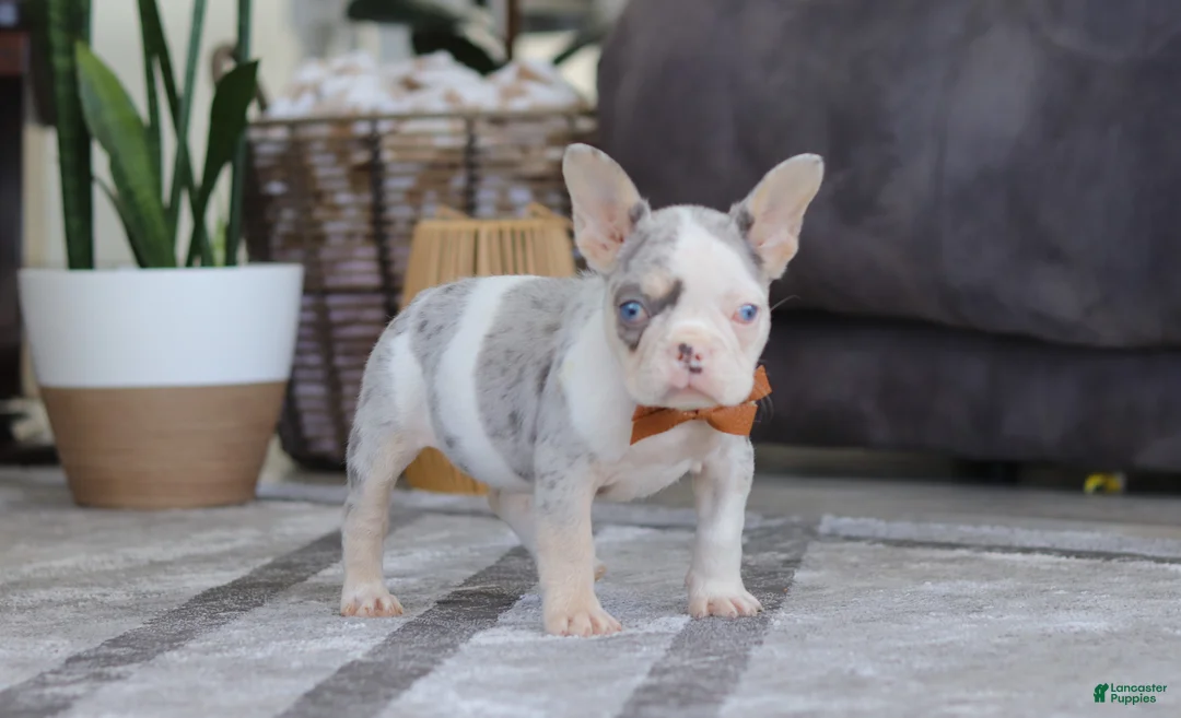 French Bulldog dogs for sale: Bella - Ad 5